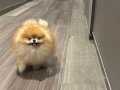 Safkan boo pomeranian 2 yaş ithal