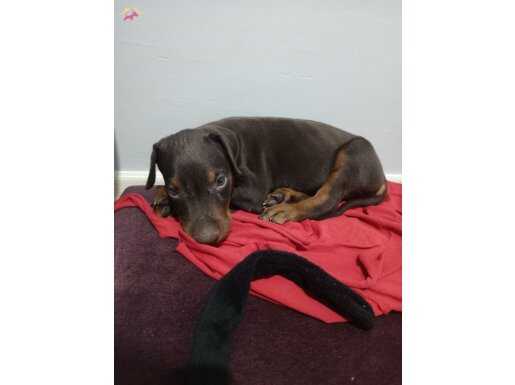 2 Aylık Erkek Doberman
