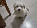 Maltese terrier 3 aylık sevimli yavru köpek