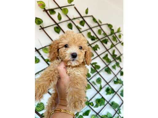 maltipoo 2 aylık