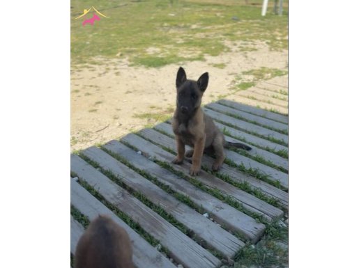 Yavrularımız teslimata hazıe