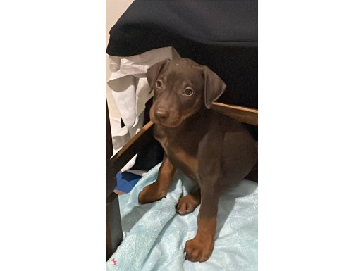 2,5 Aylık dişi Doberman 