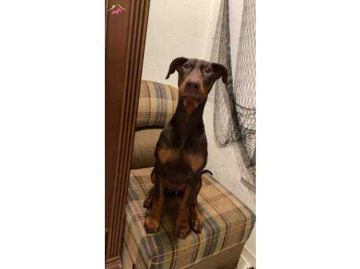 4,5 aylık kızıl Doberman kaliteli yavru