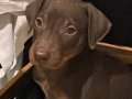 2,5 Aylık dişi Doberman 
