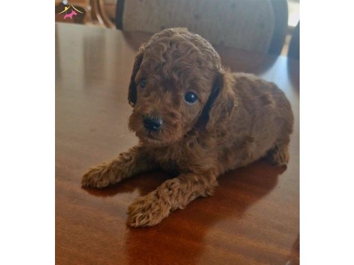 53 günlük toy poodle 