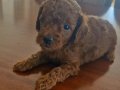 53 günlük toy poodle 