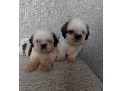 Mini boy SHİHTZU bebekler :)