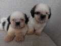 Mini boy SHİHTZU bebekler :)