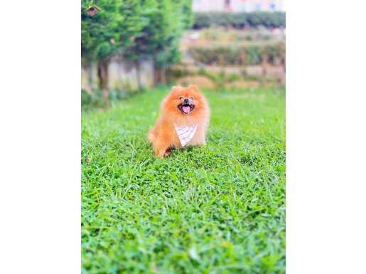 Uçanı Kaçanı Eşler :) 2 Yaşında Erkek Pomeranian Boo