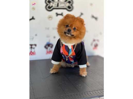 Orijinal Pomeranian Boo