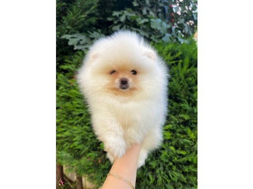 Ayı Surat Garantili Teacup Pomeranian Bebeklerimiz