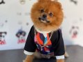 Orijinal Pomeranian Boo