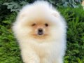 Ayı Surat Garantili Teacup Pomeranian Bebeklerimiz
