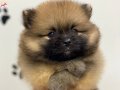 Safkan Orange Pomeranian Boo Yavrular