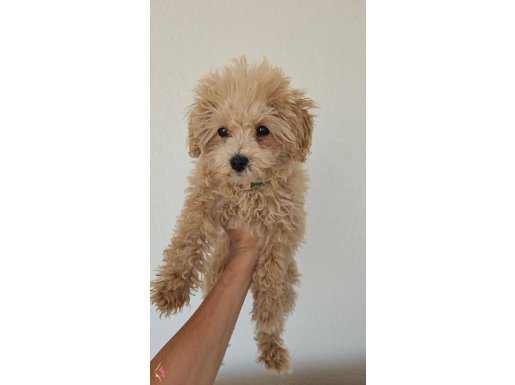 Dişi Toy Poodle(4 aylık) Temel ve Tuvalet Eğitimi Var.