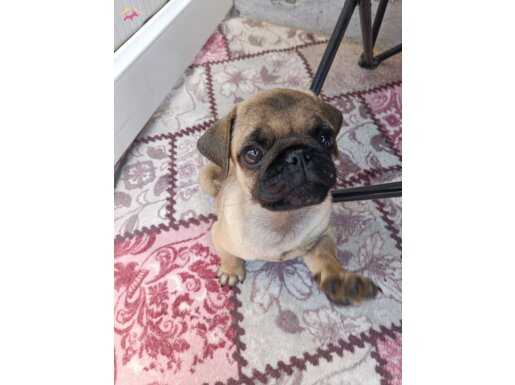 2 aylık pug yavrusu
