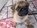 2 aylık pug yavrusu