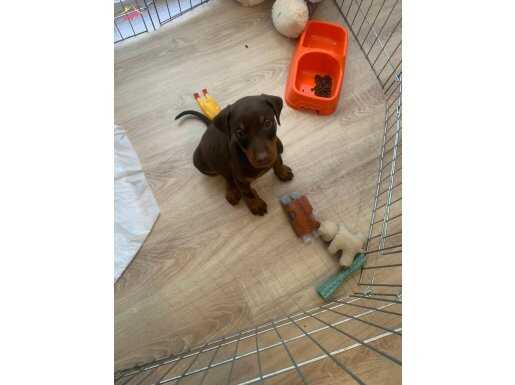 Ped Eğitimli Doberman Acil 