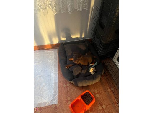 Ped eğitimli doberman