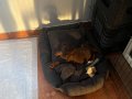 Ped eğitimli doberman