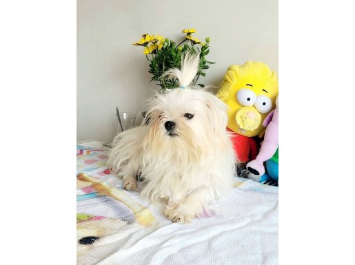 Kore maltese oglum bitmen