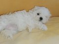 Kif secere anne baba canta boy maltese