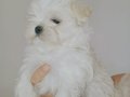 Kif secere anne baba canta boy maltese