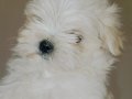 Kif secere anne baba canta boy maltese