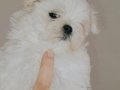 Kif secere anne baba canta boy maltese