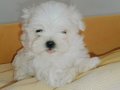Kif secere anne baba canta boy maltese