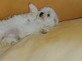 Kif secere anne baba canta boy maltese