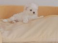Kif secere anne baba canta boy maltese