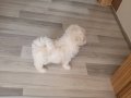 Kif secere anne baba canta boy maltese
