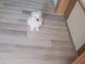 Kif secere anne baba canta boy maltese
