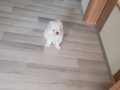 Kif secere anne baba canta boy maltese
