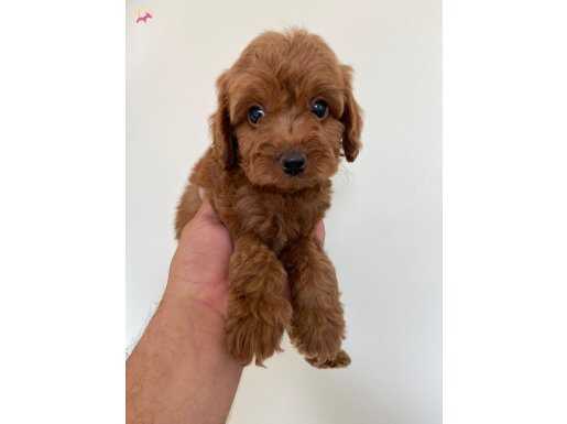 2 aylık erkek maltipoo