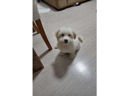 Maltese terrier sevimli akıllı 3 aylık yavru köpek 