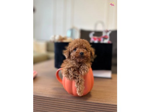 Minik boy kore poodle bebek