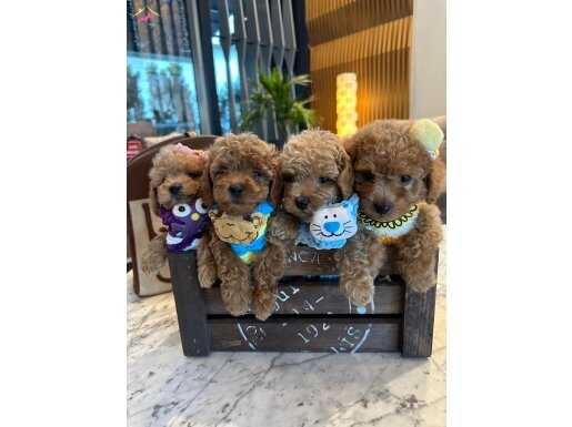 Muhteşem TOY POODLE’LAR
