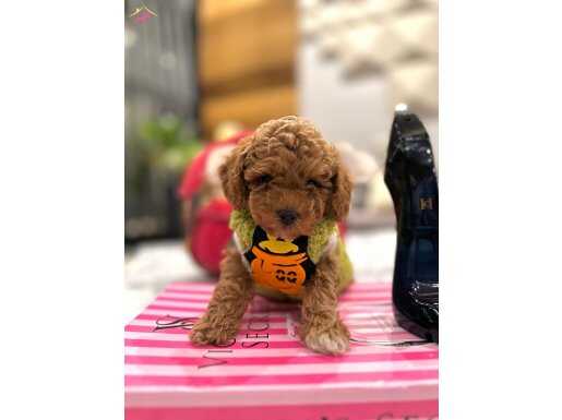 Minik Maltipoo safkan bebek
