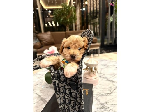 Oyuncak bebek Maltipoo scr’li yavrularımız