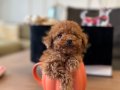 Minik boy kore poodle bebek