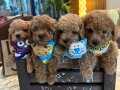 Muhteşem TOY POODLE’LAR