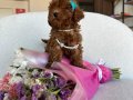 Küçük tatlı suratlı Toy Poodle yavru