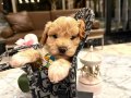 Oyuncak bebek Maltipoo scr’li yavrularımız