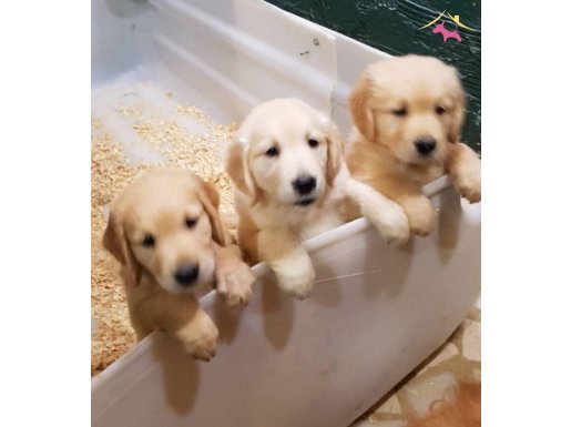 Harika Surat Golden Retriever Dişi Erkek Yavrular