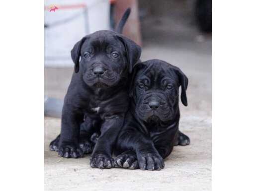 Irk ve Sağlık Garantili Cane Corso Yavrular