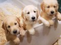 Harika Surat Golden Retriever Dişi Erkek Yavrular