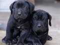 Irk ve Sağlık Garantili Cane Corso Yavrular