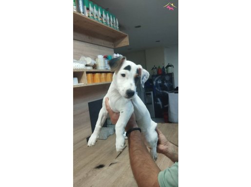 jack russel kısa bacak